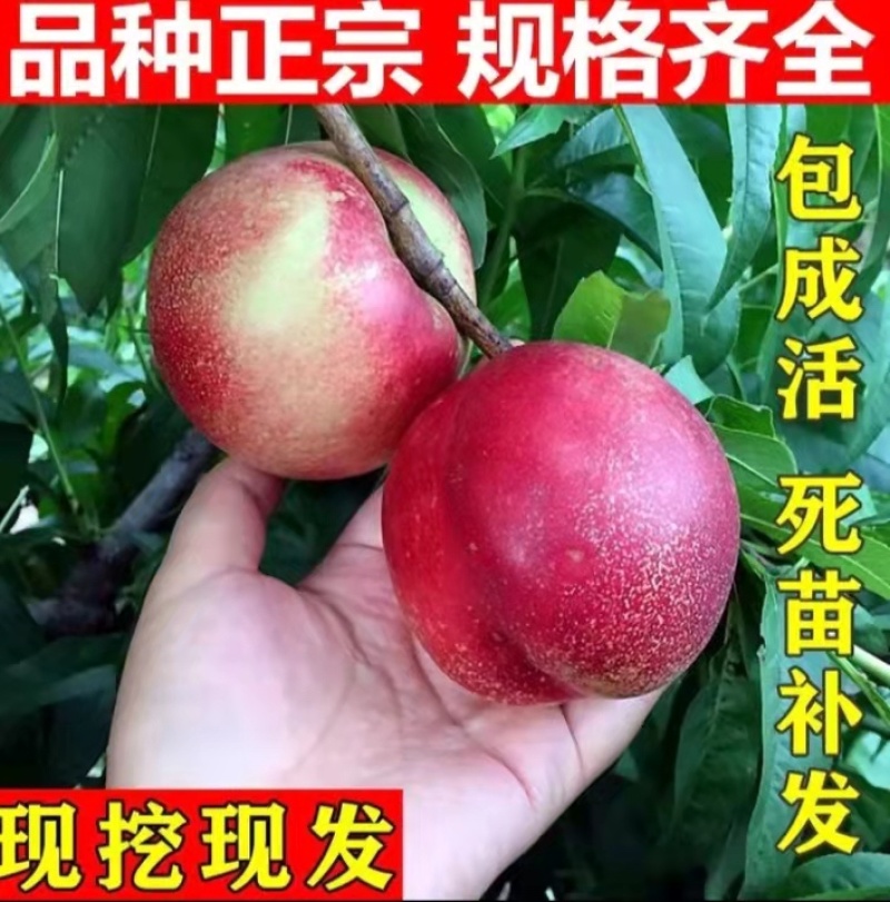 油桃桃树苗中油21中油19中油37中油25桃树苗
