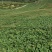 白萝卜高山白萝卜大量上市支持各种包装（超市、市场、加工）