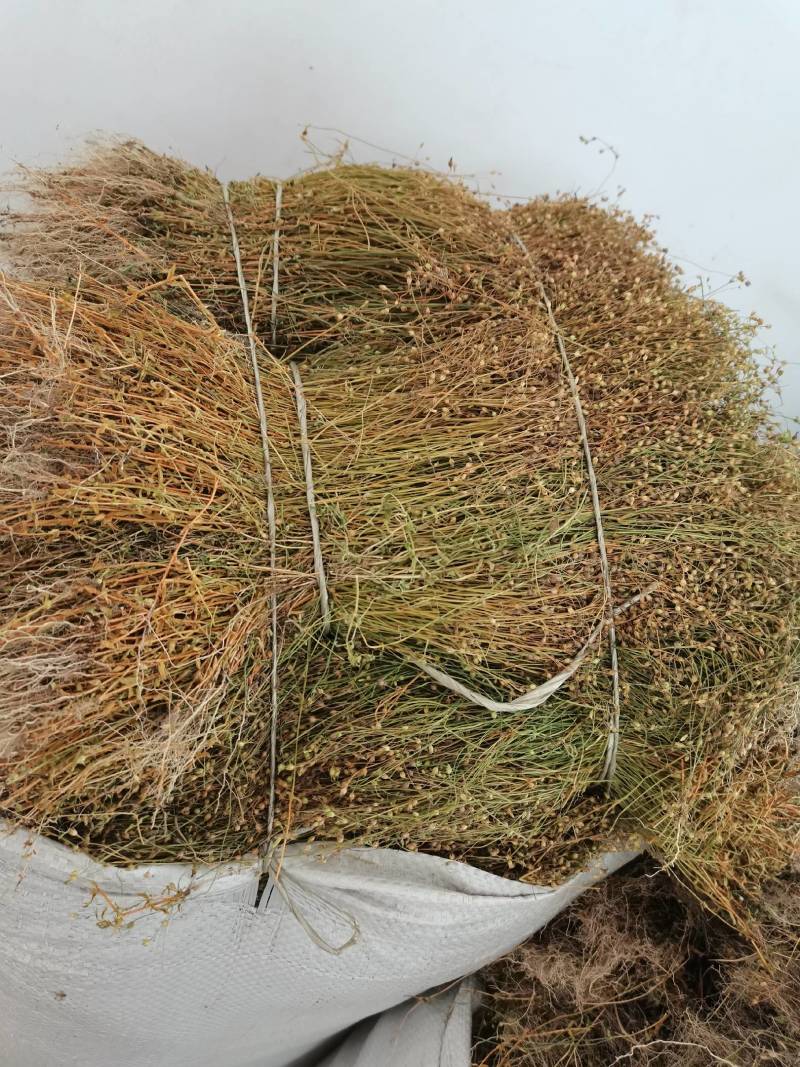 四叶莲