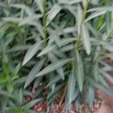夹竹桃