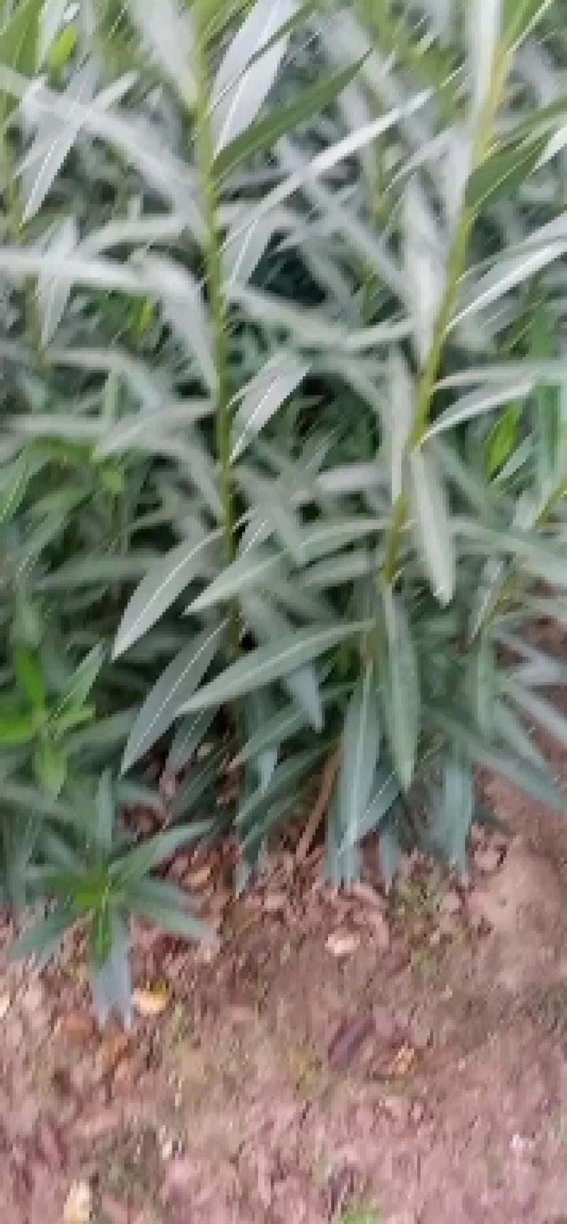 夹竹桃