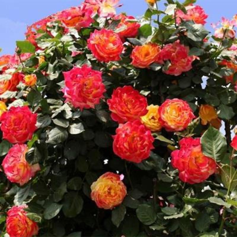 红刺玫种子玫瑰花园林绿化观赏开花新采种大花藤本黄刺玫种子