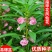 红刺玫种子玫瑰花园林绿化观赏开花新采种大花藤本黄刺玫种子