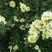 红刺玫种子玫瑰花园林绿化观赏开花新采种大花藤本黄刺玫种子