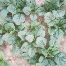 菠菜菠菜趴地菠菜