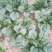 菠菜菠菜趴地菠菜