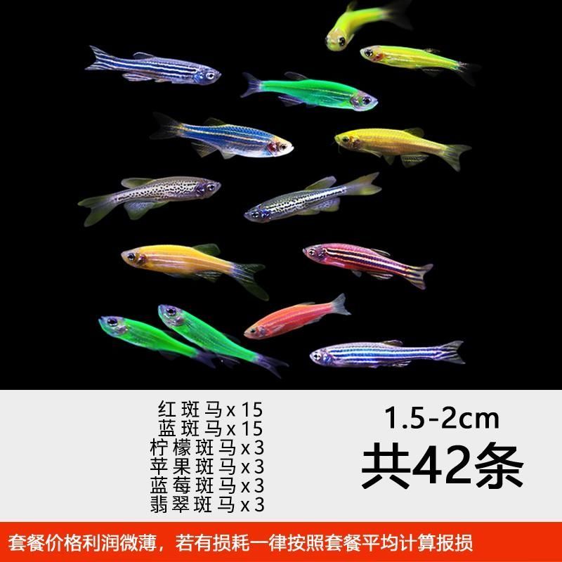 群游斑马鱼活体小型热带鱼观赏鱼灯科鱼翡翠红蓝荧光斑马鱼冷