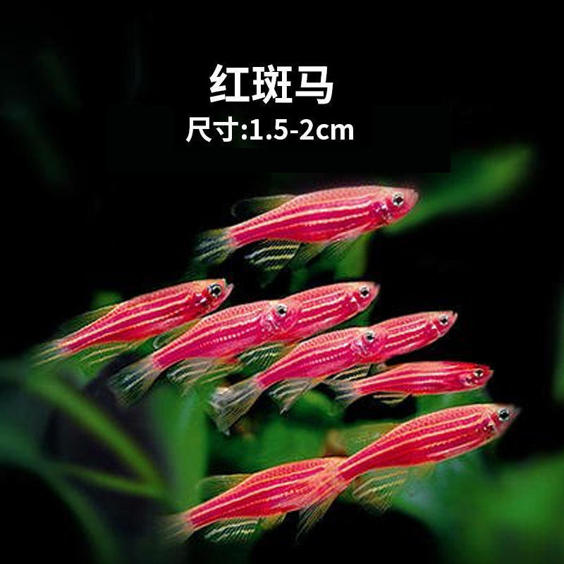 群游斑马鱼活体小型热带鱼观赏鱼灯科鱼翡翠红蓝荧光斑马鱼冷