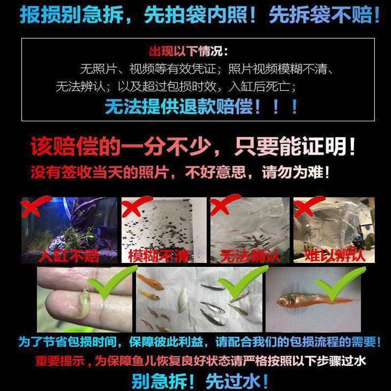 群游斑马鱼活体小型热带鱼观赏鱼灯科鱼翡翠红蓝荧光斑马鱼冷