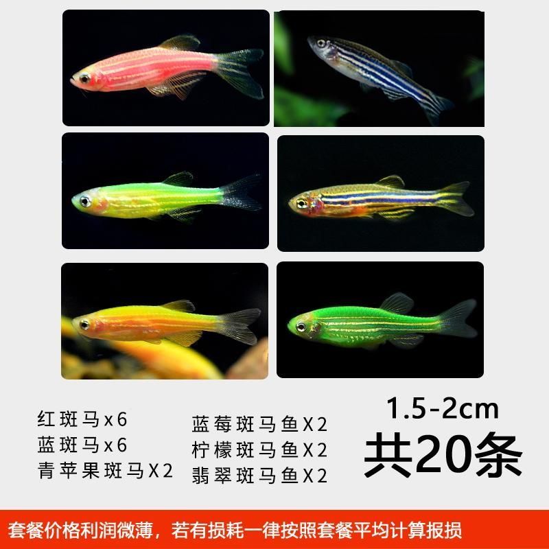 群游斑马鱼活体小型热带鱼观赏鱼灯科鱼翡翠红蓝荧光斑马鱼冷