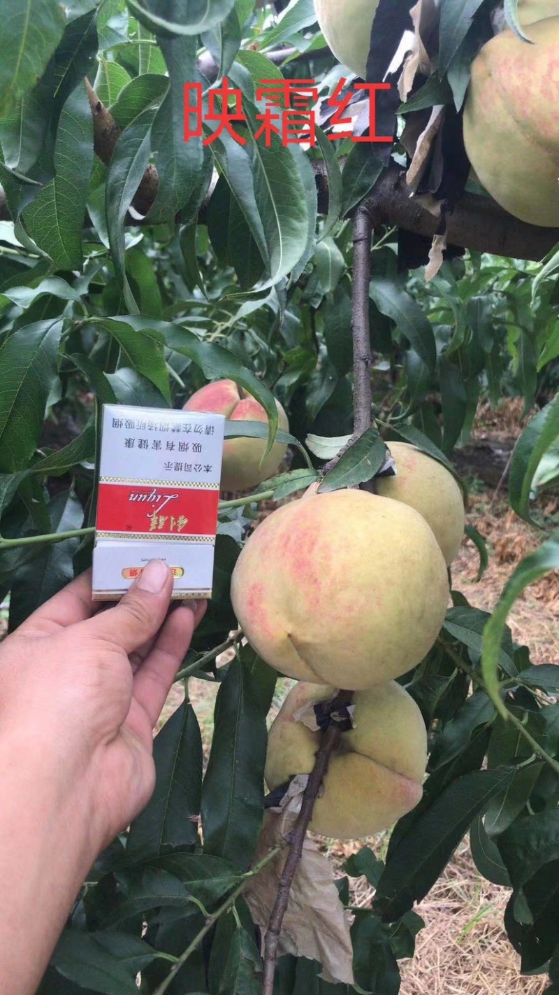 桃树苗白如玉血桃秋甜冬桃蜜露6号春晓中秋王桃