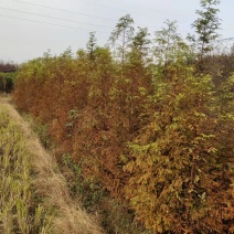 水杉，池杉树农户自产自销各种规格现场挖树。