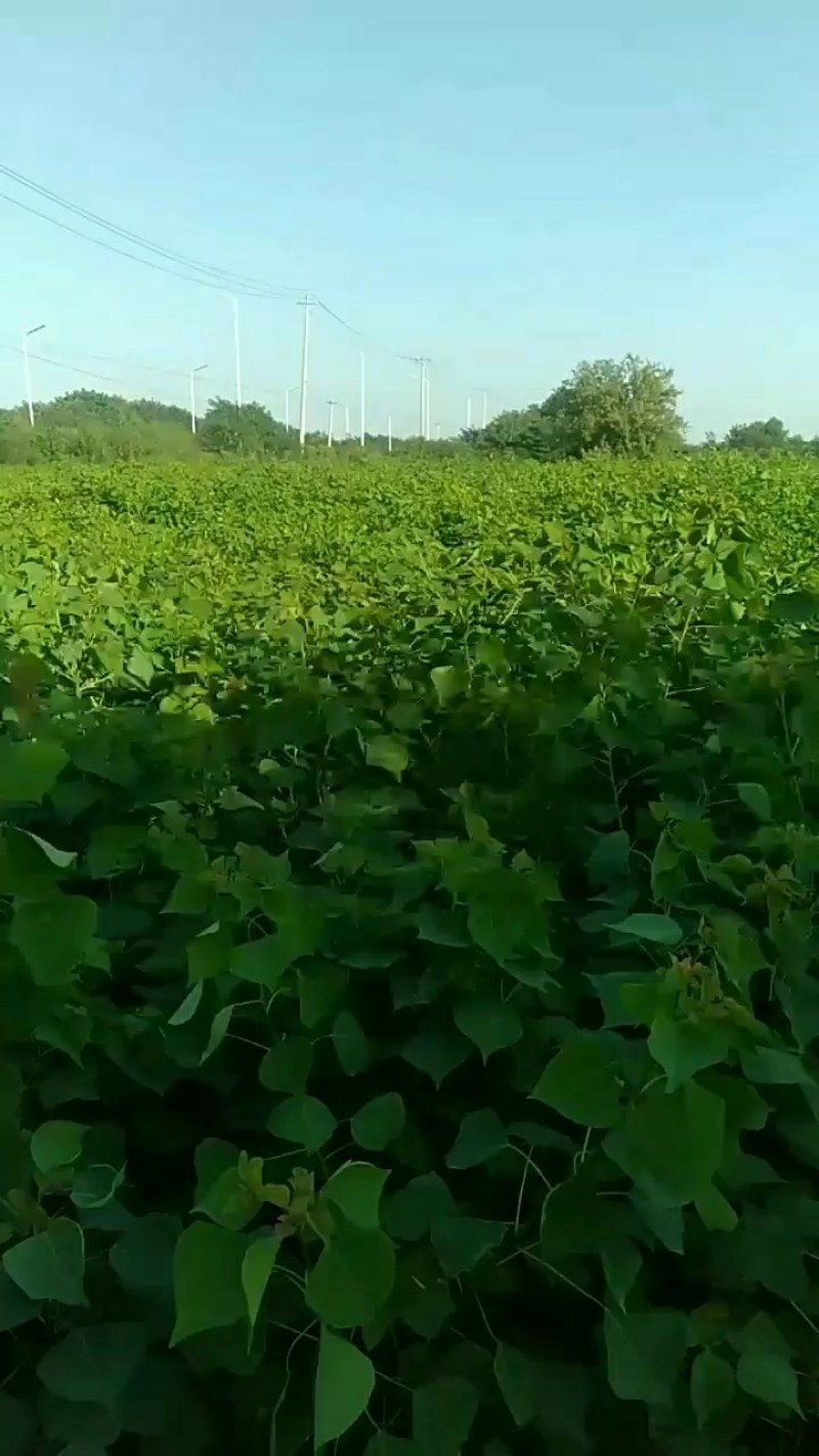 乌桕树苗