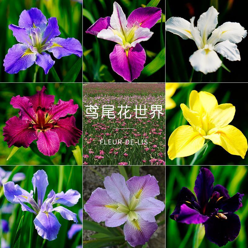 鸢尾种子草本花种籽子蝴蝶兰种子黄菖蒲种子鸢尾花种子
