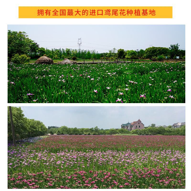 鸢尾种子草本花种籽子蝴蝶兰种子黄菖蒲种子鸢尾花种子