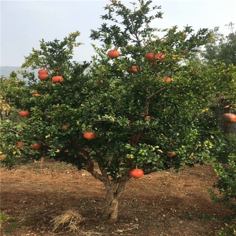 石榴树果树造型石榴树自家苗圃种植纯黄土栽培