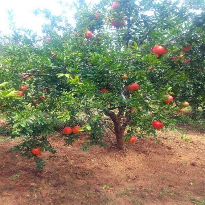 石榴树果树造型石榴树自家苗圃种植纯黄土栽培