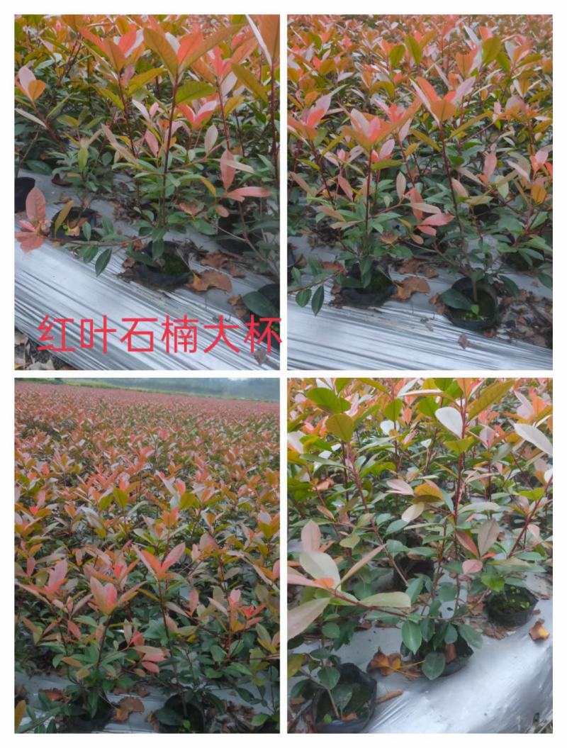自产自销绿化地被苗木