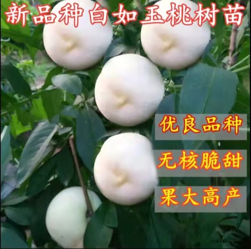 桃树苗白如玉血桃秋甜冬桃蜜露6号春晓中秋王桃