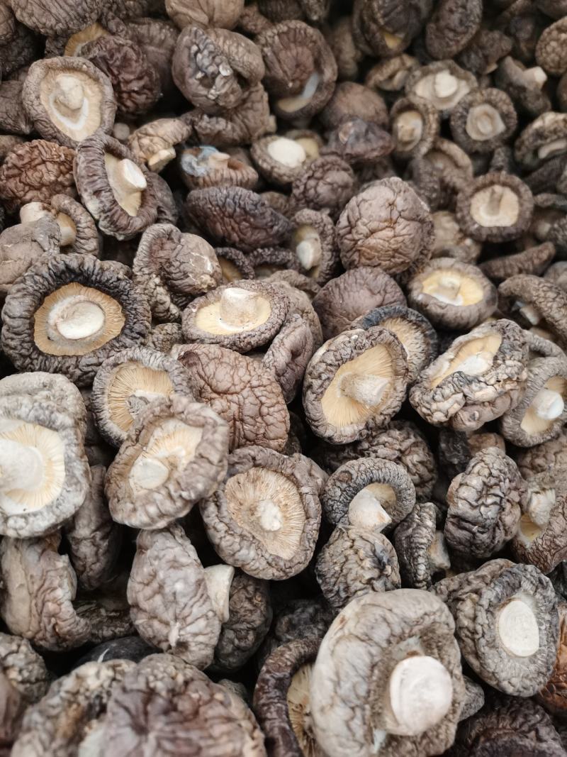 【推】香菇小菇冬菇肉厚质量好供货量充足欢迎咨询