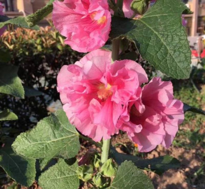 花种子锦葵种子荆葵金钱紫花葵花种籽子四季易活蜀葵种子花种