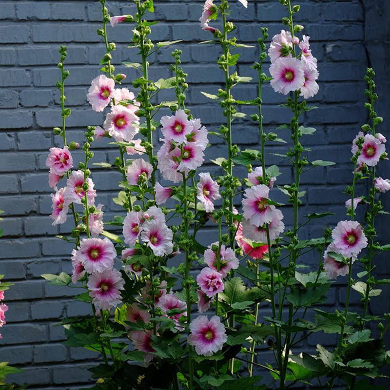 花种子锦葵种子荆葵金钱紫花葵花种籽子四季易活蜀葵种子花种
