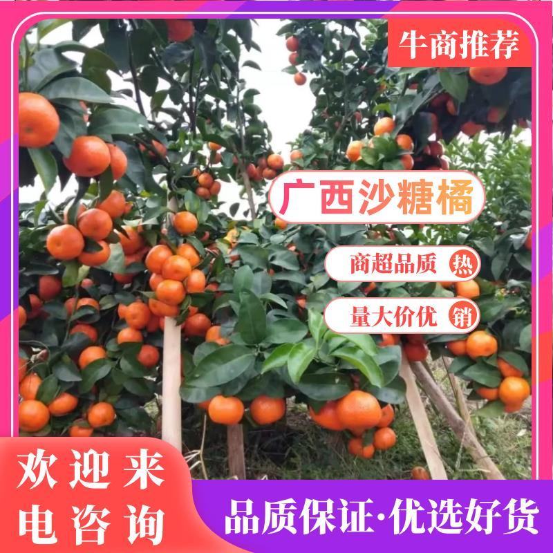 广西沙糖桔农民对接剪果队代办11月28上市