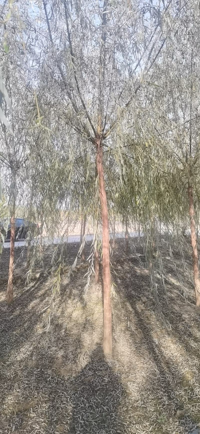 8公分垂柳价格，河北保定绿曦苗圃垂柳基地