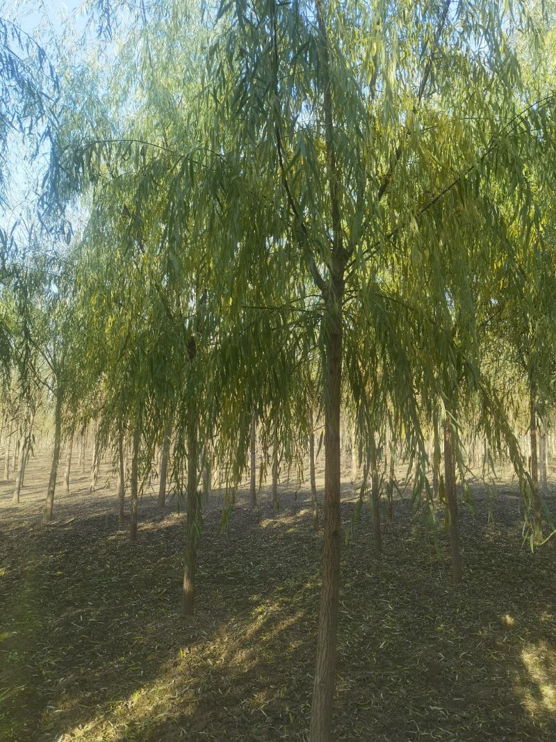 8公分垂柳价格，河北保定绿曦苗圃垂柳基地