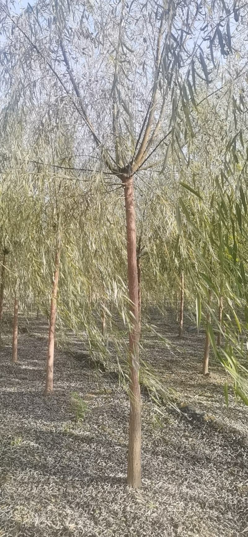 8公分垂柳价格，河北保定绿曦苗圃垂柳基地