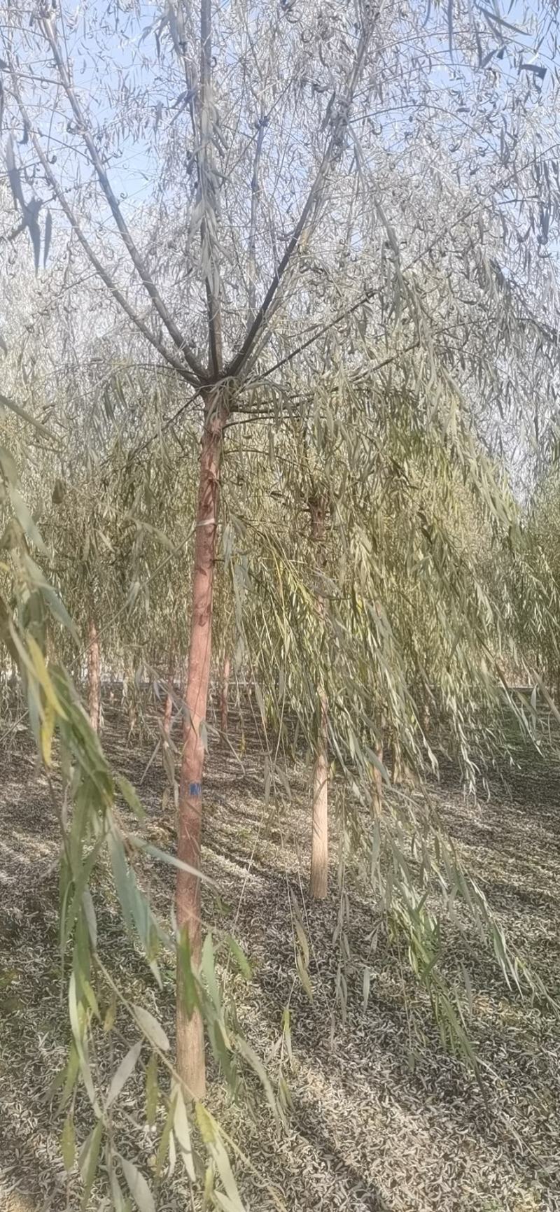 8公分垂柳价格，河北保定绿曦苗圃垂柳基地