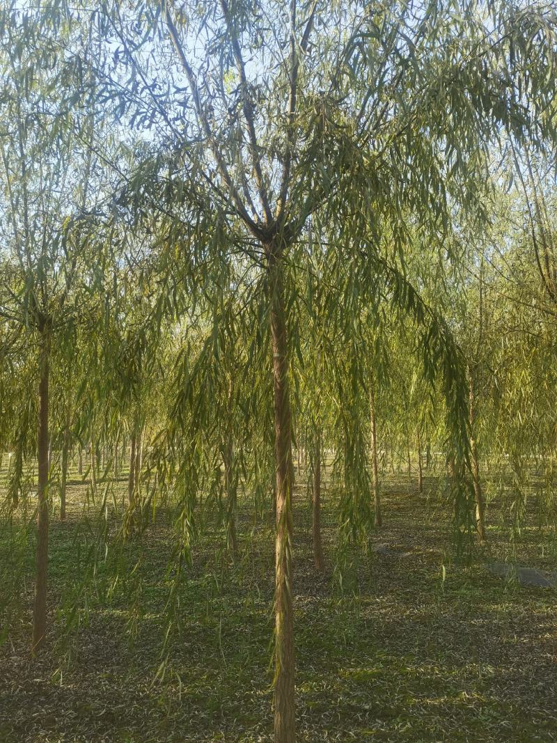 8公分垂柳价格，河北保定绿曦苗圃垂柳基地