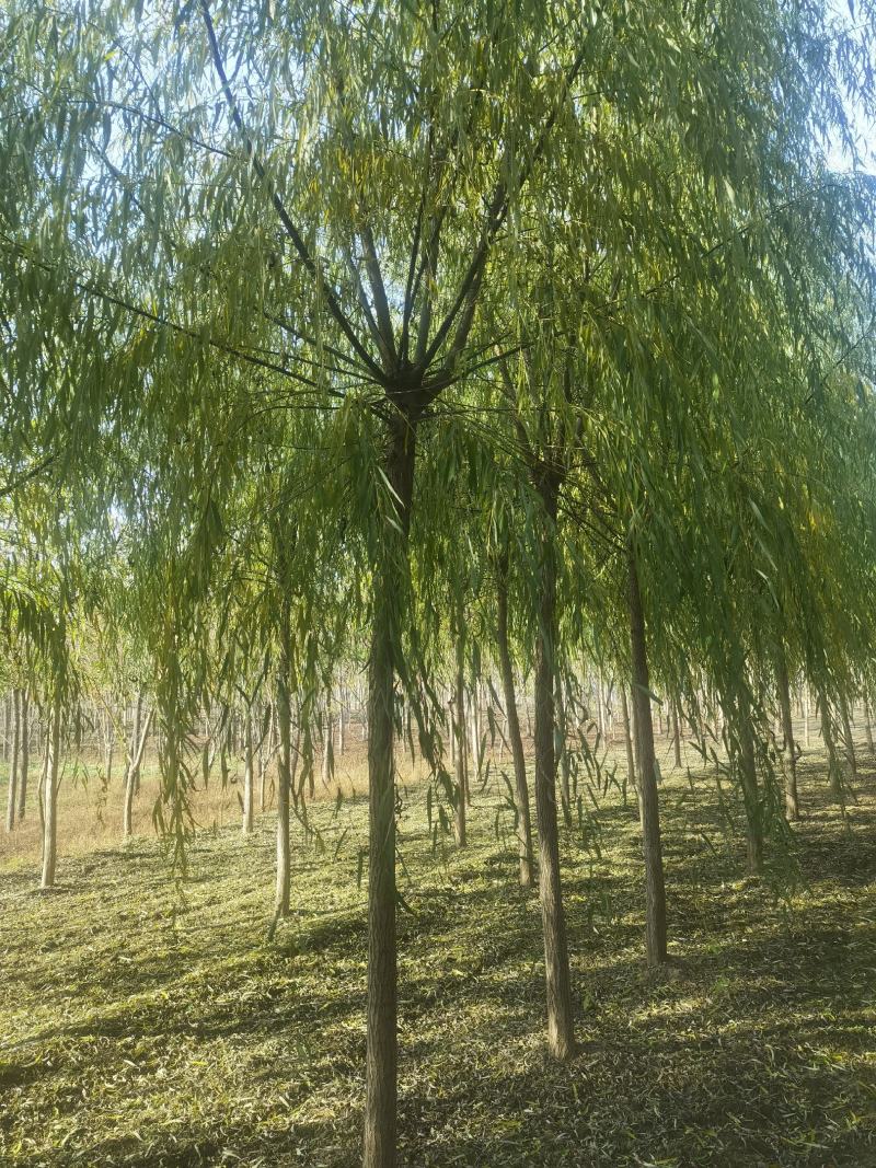 8公分垂柳价格，河北保定绿曦苗圃垂柳基地
