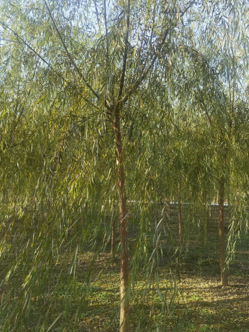 8公分垂柳价格，河北保定绿曦苗圃垂柳基地