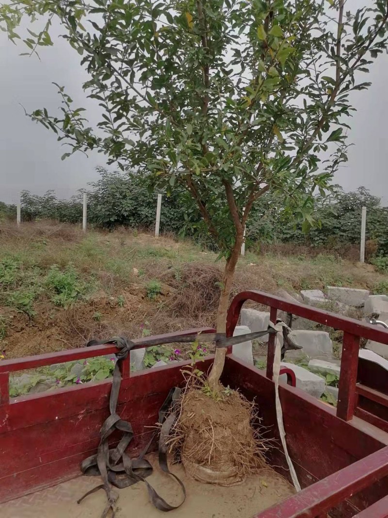 石榴树果树造型石榴树自家苗圃种植纯黄土栽培