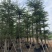 小叶榄仁细叶榄仁8-20公分市政小叶榄仁