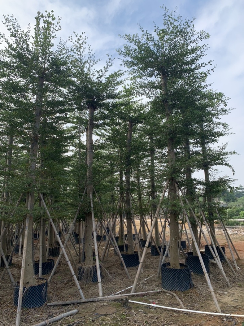 小叶榄仁细叶榄仁8-20公分市政小叶榄仁