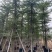 小叶榄仁细叶榄仁8-20公分市政小叶榄仁