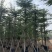 小叶榄仁细叶榄仁8-20公分市政小叶榄仁