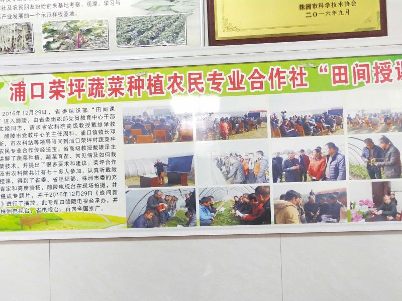 全国包邮产地直供高优辣椒苗大量供应线椒苗牛角椒，接受预订