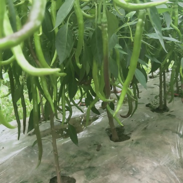 全国包邮产地直供高优辣椒苗大量供应线椒苗牛角椒，接受预订