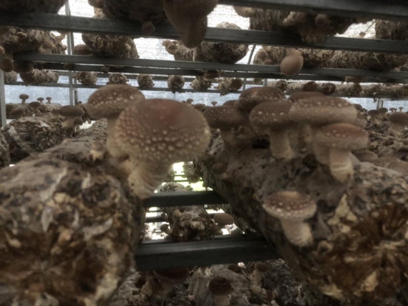 粤旺鲜香菇