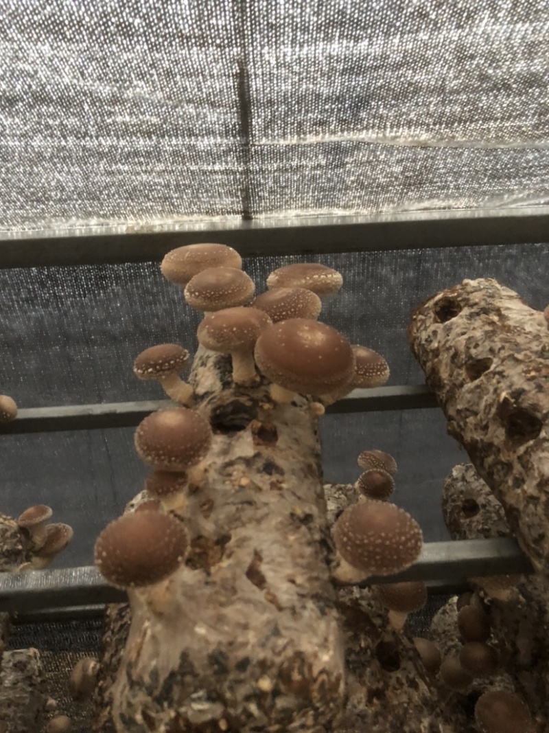 粤旺鲜香菇