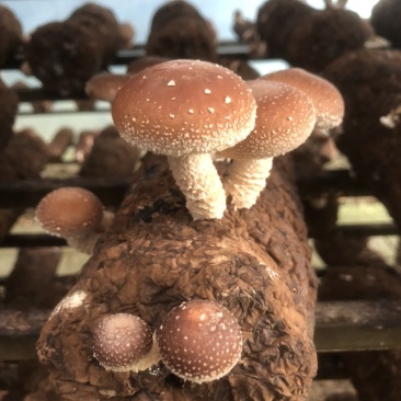 粤旺鲜香菇