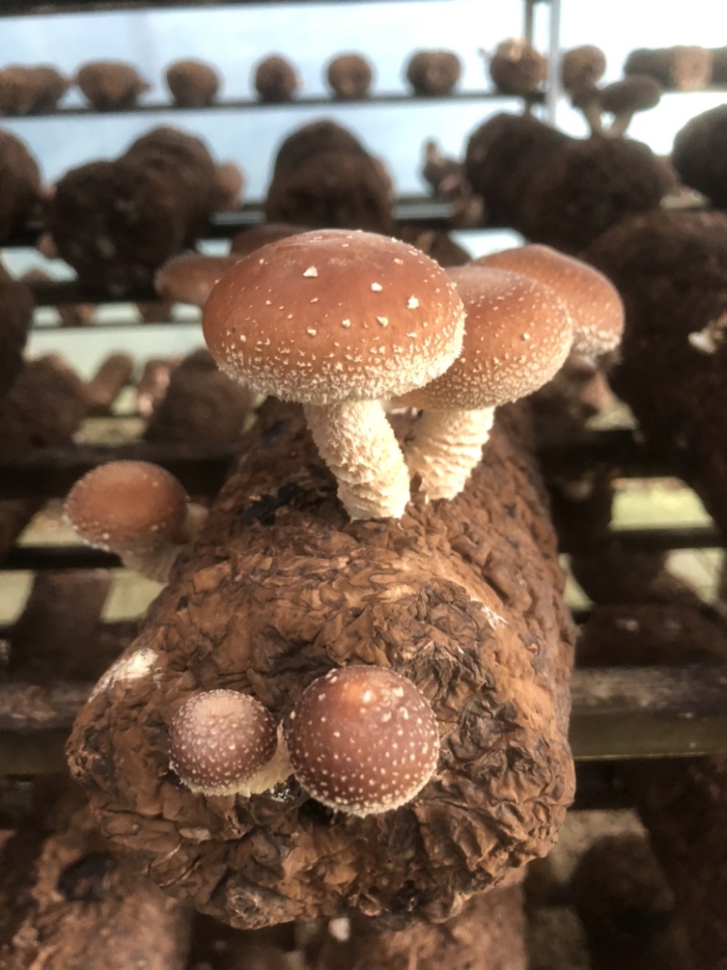 粤旺鲜香菇