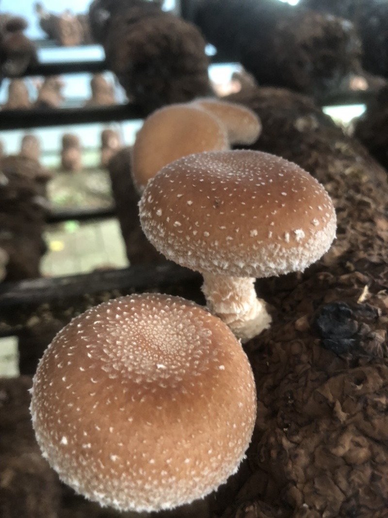 粤旺鲜香菇