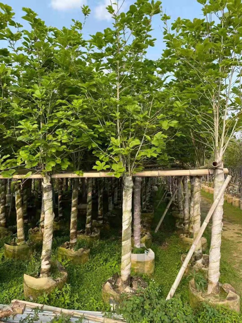 荷花玉兰5-12公分紫玉兰荷花玉兰袋苗