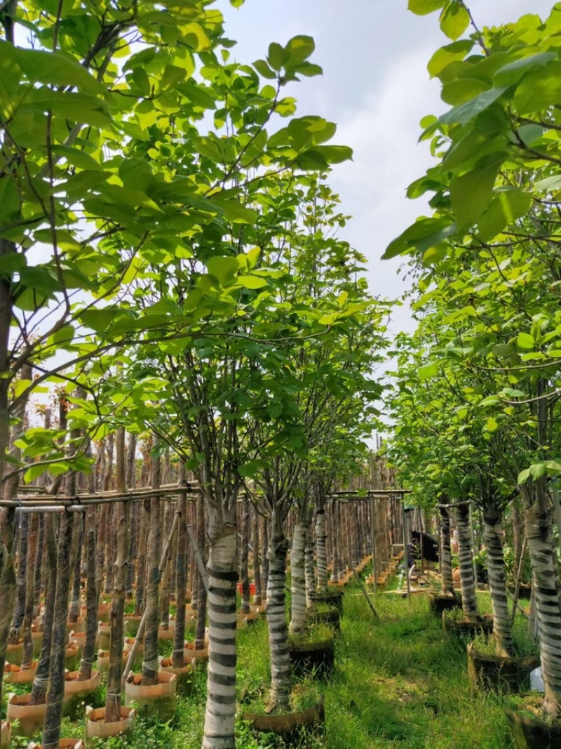 荷花玉兰5-12公分紫玉兰荷花玉兰袋苗