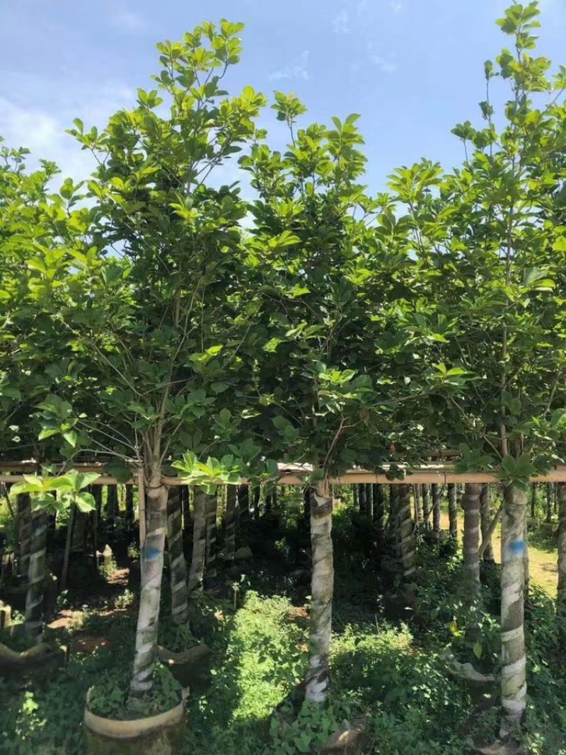 荷花玉兰5-12公分紫玉兰荷花玉兰袋苗