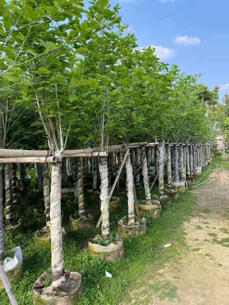 荷花玉兰5-12公分紫玉兰荷花玉兰袋苗